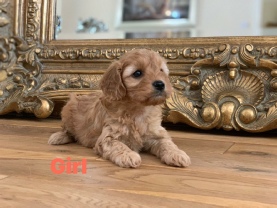 Cavapoo puppies